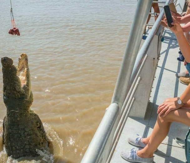 Spectacular Jumping Crocodile Cruises